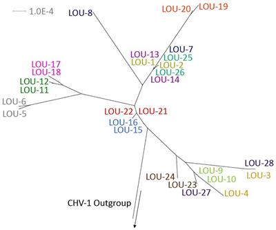 Surveillance for feline herpesvirus type 1 mutation and development of resistance in cats treated with antiviral medications